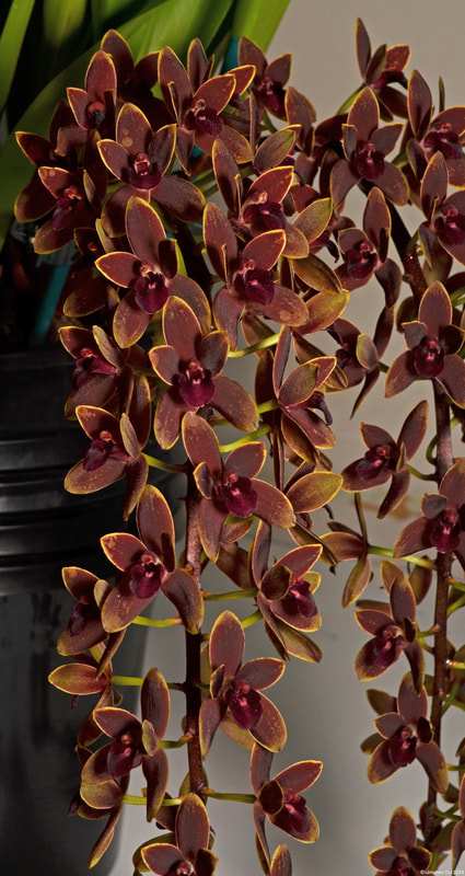 Lots of mid-brown flowers with yellow edges and red centres, orchid, Cymbidium Cricket