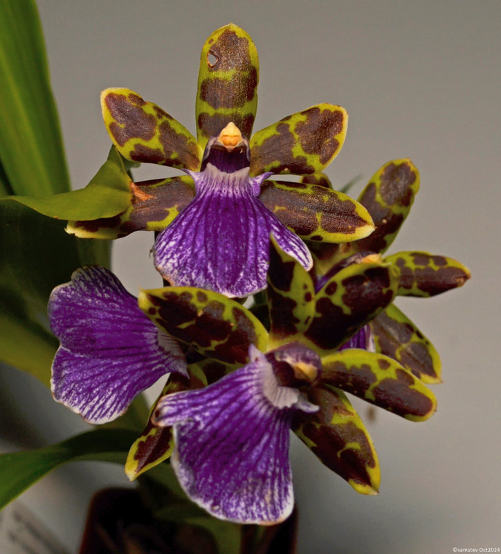 Four green flowers with brown markings on the petals and purple lips, orchid, Zga Adelaide 'Free Garlor'