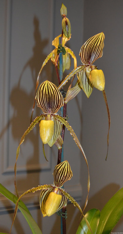 Paphiopedilum St Swithin - Dimitri Mitsios