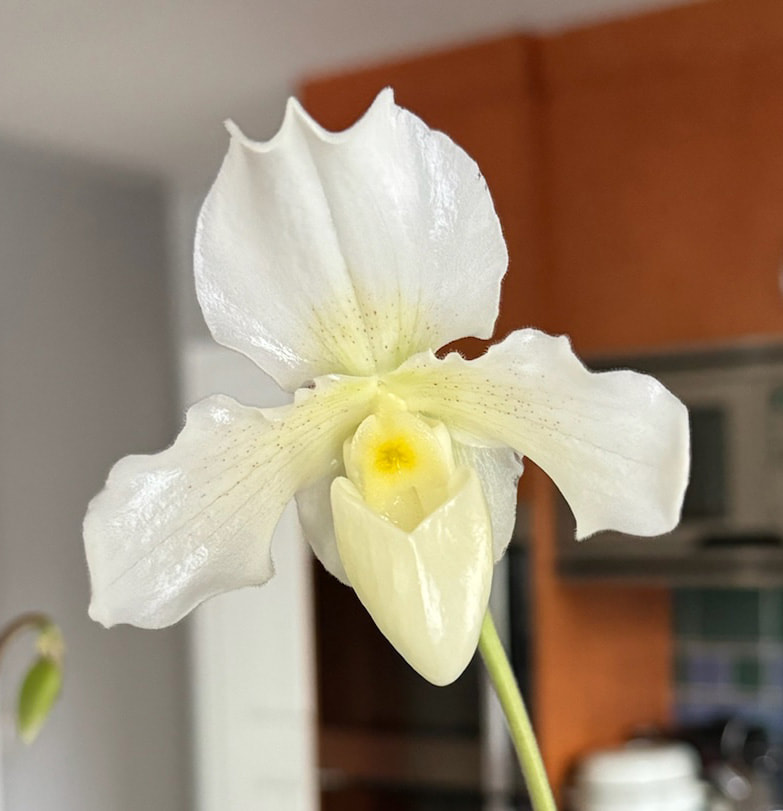 Large single white flower with yellow flush at the centre, orchid, Paphiopedilum