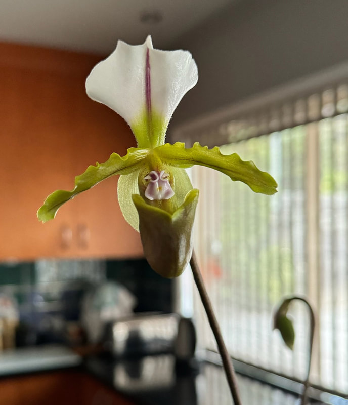 Large single white flower with a green flush and maroon markings, orchid, Paphiopedilum