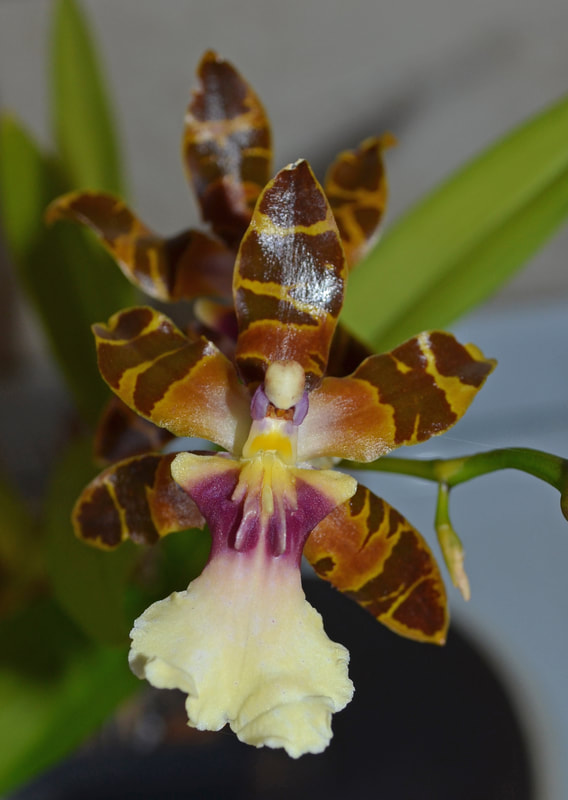 Two pale orange flowers with thick dark brown stripes and white centres, orchid, Oncidium
